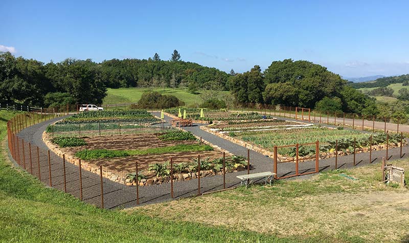 Vegetable Gardens of Chalk Hill Estate Winery